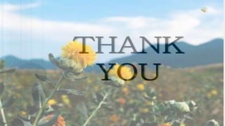 8510 hsp safflower.pptx