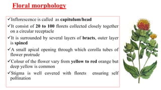 Floral morphology
Inflorescence is called as capitulum/head
It consist of 20 to 100 florets collected closely together
on a circular receptacle
It is surrounded by several layers of bracts, outer layer
is spined
A small apical opening through which corolla tubes of
flower protrude
Colour of the flower vary from yellow to red orange but
deep yellow is common
Stigma is well covered with florets ensuring self
pollination
 