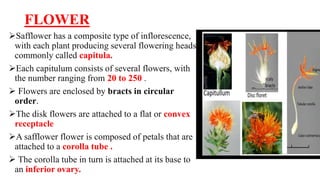 FLOWER
Safflower has a composite type of inflorescence,
with each plant producing several flowering heads
commonly called capitula.
Each capitulum consists of several flowers, with
the number ranging from 20 to 250 .
 Flowers are enclosed by bracts in circular
order.
The disk flowers are attached to a flat or convex
receptacle
A safflower flower is composed of petals that are
attached to a corolla tube .
 The corolla tube in turn is attached at its base to
an inferior ovary.
 