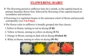 FLOWERING HABIT
 The flowering period in safflower lasts for a month, as the capitula based on
primary branches flower first, followed by flowering of the capitula based on
secondaries and tertiaries.
Flowering in a capitulum begins in the outermost whorl of florets and proceeds
centripetally over 3 to 5 days.
The flower color in safflower is broadly grouped into four classes:
1.Yellow in bloom, turning to red on drying (Y-R)
2. Yellow in bloom, turning to yellow on drying (Y-Y)
3. Orange in bloom, turning to dark red on drying (O-dark R)
4. White in bloom, turning to white on drying (W-W)
 