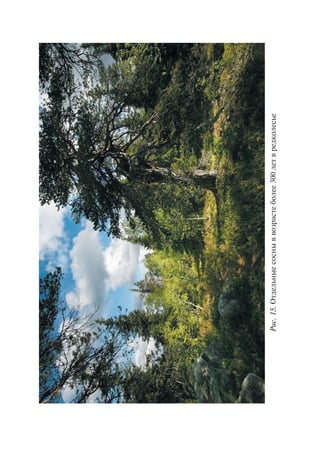 Ðèñ.15.Îòäåëüíûåñîñíûââîçðàñòåáîëåå300ëåòâðåäêîëåñüå
Copyright ОАО «ЦКБ «БИБКОМ» & ООО «Aгентство Kнига-Cервис»
 