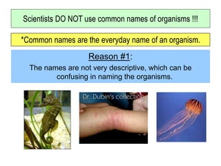Scientists DO NOT use common names of organisms !!!
*Common names are the everyday name of an organism.
Reason #1:
The names are not very descriptive, which can be
confusing in naming the organisms.
 