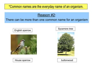 *Common names are the everyday name of an organism.
Reason #2:
There can be more than one common name for an organism
English sparrow
House sparrow
Sycamore tree
buttonwood
 