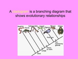 A cladogram is a branching diagram that
shows evolutionary relationships
 