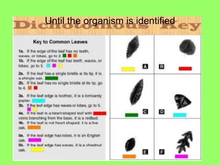 Until the organism is identified
 