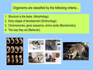 Organisms are classified by the following criteria…
1. Structure is the basis. (Morphology)
2. Early stages of development (Embryology)
3. Chromosomes, gene sequence, amino acids (Biochemistry)
4. The way they act (Behavior)
 