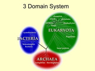 3 Domain System
 