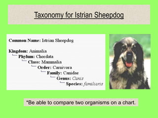 Taxonomy for Istrian Sheepdog
*Be able to compare two organisms on a chart.
 