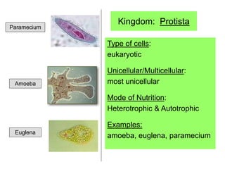 Kingdom: Protista
Type of cells:
eukaryotic
Unicellular/Multicellular:
most unicellular
Mode of Nutrition:
Heterotrophic & Autotrophic
Examples:
amoeba, euglena, paramecium
Paramecium
Amoeba
Euglena
 