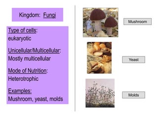 Kingdom: Fungi
Type of cells:
eukaryotic
Unicellular/Multicellular:
Mostly multicellular
Mode of Nutrition:
Heterotrophic
Examples:
Mushroom, yeast, molds
Mushroom
Yeast
Molds
 