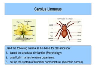 Carolus Linnaeus
Used the following criteria as his basis for classification:
1. based on structural similarities (Morphology)
2. used Latin names to name organisms.
3. set up the system of binomial nomenclature. (scientific names)
 