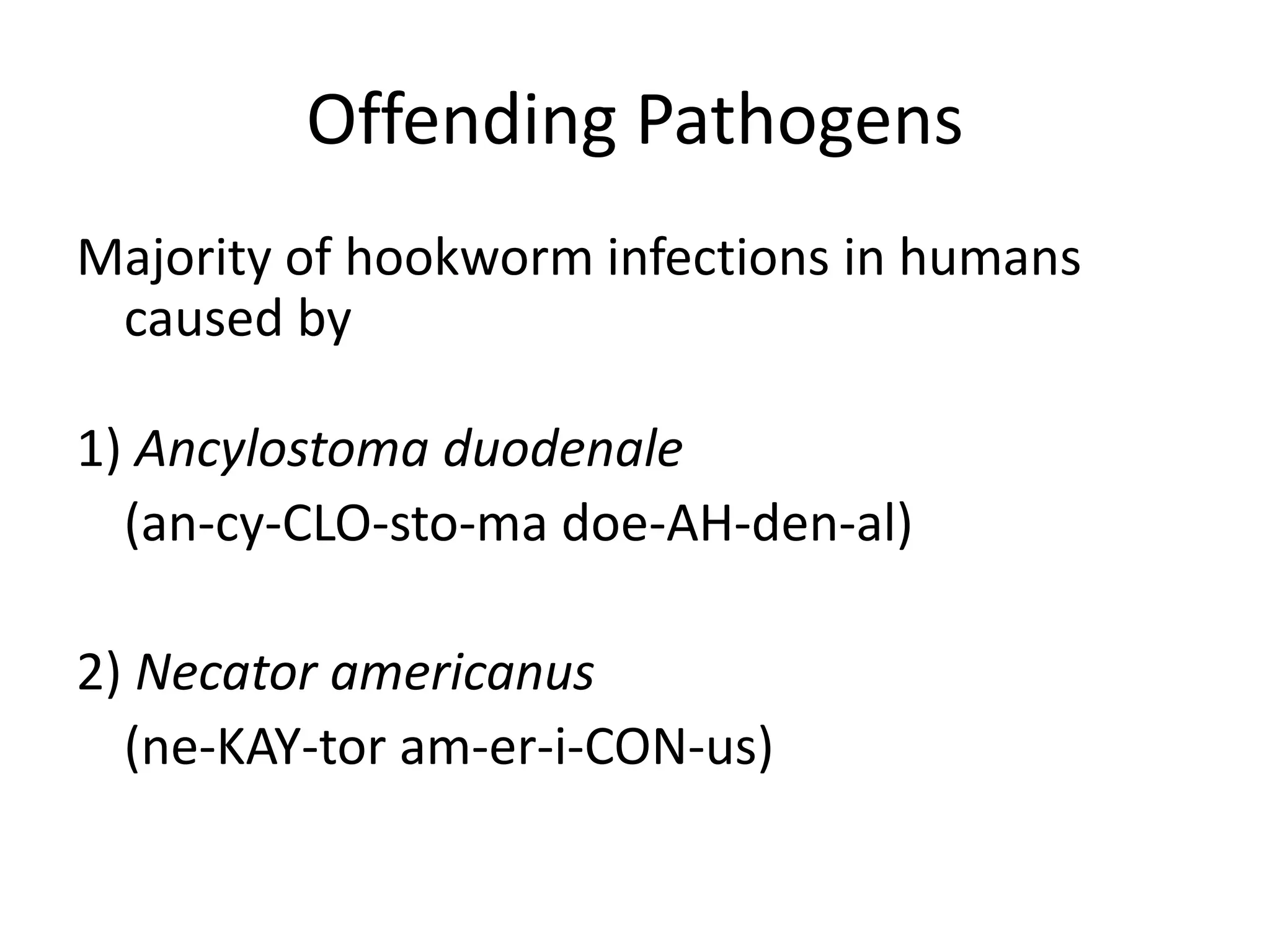 Offending Pathogens
Majority of hookworm infections in humans
caused by
1) Ancylostoma duodenale
(an-cy-CLO-sto-ma doe-AH-den-al)
2) Necator americanus
(ne-KAY-tor am-er-i-CON-us)
 