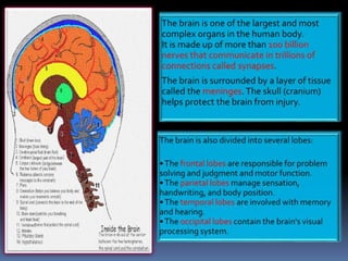 The Parts & Function of the Brain