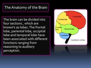The brain can be divided into
four sections , which are
known's as lobes.The frontal
lobe, pariental lobe, occipital
lobe and temporal lobe have
been associated with different
functions ranging from
reasoning to auditory
perception.
The Anatomy of the Brain
 
