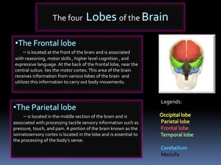 The four of the
– is located at the front of the brain and is associated
with reasoning, motor skills , higher level cognition , and
expressive language. At the back of the frontal lobe, near the
central sulcus lies the motor cortex.This area of the brain
receives information from various lobes of the brain and
utilizes this information to carry out body movements.
– is located in the middle section of the brain and is
associated with processing tactile sensory information such as
pressure, touch, and pain. A portion of the brain known as the
somatosensory cortex is located in the lobe and is essential to
the processing of the body’s sense.
Legends:
Medulla
 