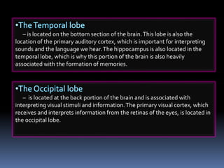 – is located on the bottom section of the brain.This lobe is also the
location of the primary auditory cortex, which is important for interpreting
sounds and the language we hear.The hippocampus is also located in the
temporal lobe, which is why this portion of the brain is also heavily
associated with the formation of memories.
– is located at the back portion of the brain and is associated with
interpreting visual stimuli and information.The primary visual cortex, which
receives and interprets information from the retinas of the eyes, is located in
the occipital lobe.
 