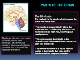 The brain stem is comprised
of the hindbrain and
midbrain. The hindbrain
contains structures including
medulla, the pons and the
reticular formation.
 