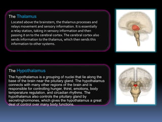 Located above the brainstem, the thalamus processes and
relays movement and sensory information. It is essentially
a relay station, taking in sensory information and then
passing it on to the cerebral cortex.The cerebral cortex also
sends information to the thalamus, which then sends this
information to other systems.
 