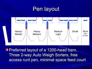 Pen layoutPen layout
Runt
(free
access)
SmallMedium
Light
Heavy
Medium
Heavy/
Market
Preferred layout of a 1200-head barn.Preferred layout of a 1200-head barn.
Three 2-way Auto Weigh Sorters, freeThree 2-way Auto Weigh Sorters, free
access runt pen, minimal space feed courtaccess runt pen, minimal space feed court
 