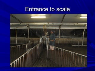 Entrance to scaleEntrance to scale
 