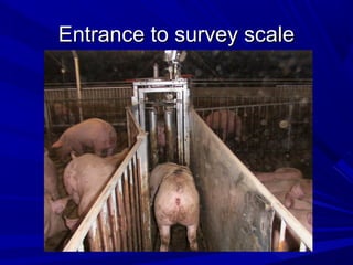 Entrance to survey scaleEntrance to survey scale
 