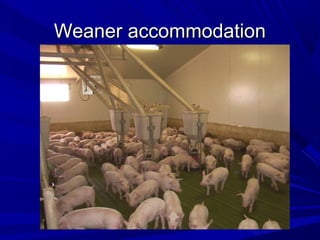 Weaner accommodationWeaner accommodation
 