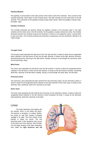 Papillary Muscles
The papillary muscles attach to the lower portion of the interior wall of the ventricles. They connect to the
chordae tendineae, which attach to the tricuspid valve in the right ventricle and the mitral valve in the left
ventricle. The contraction of the papillary muscles closes these valves. When the papillary muscles relax,
the valves open.
Chordae Tendineae
The chordae tendineae are tendons linking the papillary muscles to the tricuspid valve in the right
ventricle and the mitral valve in the left ventricle. As the papillary muscles contract and relax, the chordae
tendineae transmit the resulting increase and decrease in tension to the respective valves, causing them
to open and close. The chordae tendineae are string-like in appearance and are sometimes referred to as
"heart strings."
Tricuspid Valve
The tricuspid valve separates the right atrium from the right ventricle. It opens to allow the de-oxygenated
blood collected in the right atrium to flow into the right ventricle. It closes as the right ventricle contracts,
preventing blood from returning to the right atrium; thereby, forcing it to exit through the pulmonary valve
into the pulmonary artery.
Mitral Value
The mitral valve separates the left atrium from the left ventricle. It opens to allow the oxygenated blood
collected in the left atrium to flow into the left ventricle. It closes as the left ventricle contracts, preventing
blood from returning to the left atrium; thereby, forcing it to exit through the aortic valve into the aorta.
Pulmonary Valve
The pulmonary valve separates the right ventricle from the pulmonary artery. As the ventricles contract, it
opens to allow the de-oxygenated blood collected in the right ventricle to flow to the lungs. It closes as the
ventricles relax, preventing blood from returning to the heart.
Aortic Valve
The aortic valve separates the left ventricle from the aorta. As the ventricles contract, it opens to allow the
oxygenated blood collected in the left ventricle to flow throughout the body. It closes as the ventricles
relax,preventing blood from returning to the heart.
LUNGS
The lower respiratory tract begins with
the trachea, which is just below the larynx.
The trachea, or windpipe, is a hollow, flexible,
but sturdy air tube that contains C-shaped
cartilage in its walls. The inner portion of the
trachea is called the lumen. The first
branching point of the respiratory tree occurs
at the lower end of the trachea, which divides
into two larger airways of the lower respiratory
tract called the right bronchus and left
 