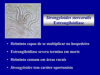 Strongyloides stercoralis
Estrongiloidíase
• Helminto capaz de se multiplicar no hospedeiro
• Estrongiloidíase severa termina em morte
• Helminto comum em áreas rurais
• Strongyloides tem caráter oportunista
 
