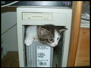 859 computing cats