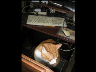 859 computing cats