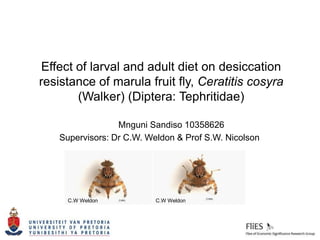 Effect of larval and adult diet on desiccation
resistance of marula fruit fly, Ceratitis cosyra
(Walker) (Diptera: Tephritidae)
Mnguni Sandiso 10358626
Supervisors: Dr C.W. Weldon & Prof S.W. Nicolson
C.W Weldon C.W Weldon
 