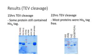 Results (TEV cleavage)
15hrs TEV cleavage
- Some protein still contained
His6 tag.
22hrs TEV cleavage
- Most proteins were His6 tag
free.
 