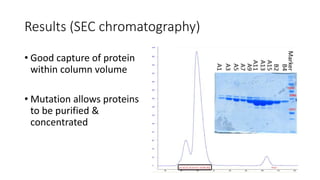 Results (SEC chromatography)
• Good capture of protein
within column volume
• Mutation allows proteins
to be purified &
concentrated
 
