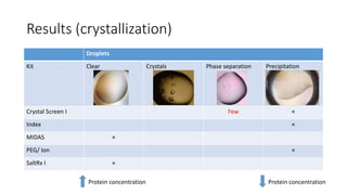 Results (crystallization)
Droplets
Kit Clear Crystals Phase separation Precipitation
Crystal Screen I Few ×
Index ×
MIDAS ×
PEG/ Ion ×
SaltRx I ×
Protein concentration Protein concentration
 
