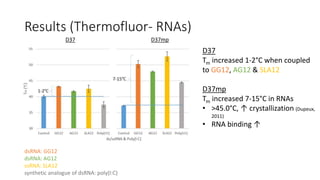 Results (Thermofluor- RNAs)
D37
Tm increased 1-2°C when coupled
to GG12, AG12 & SLA12
D37mp
Tm increased 7-15°C in RNAs
• >45.0°C, ↑ crystallization (Dupeux,
2011)
• RNA binding ↑
dsRNA: GG12
dsRNA: AG12
ssRNA: SLA12
synthetic analogue of dsRNA: poly(I:C)
D37 D37mp
 