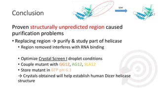 Conclusion
Proven structurally unpredicted region caused
purification problems
• Replacing region → purify & study part of helicase
• Region removed interferes with RNA binding
• Optimize Crystal Screen I droplet conditions
• Couple mutant with GG12, AG12, SLA12
• Store mutant in BTP pH 6.3
→ Crystals obtained will help establish human Dicer helicase
structure
 