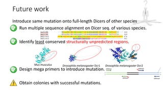 Future work
Introduce same mutation onto full-length Dicers of other species
1. Run multiple sequence alignment on Dicer seq. of various species.
2. Identify least conserved structurally unpredicted regions.
3. Design mega primers to introduce mutation.
4. Obtain colonies with successful mutations.
Mus musculus Drosophila melanogaster Dcr1 Drosophila melanogaster Dcr2
 