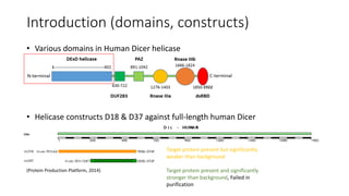 Introduction (domains, constructs)
• Various domains in Human Dicer helicase
• Helicase constructs D18 & D37 against full-length human Dicer
(Protein Production Platform, 2014)
Target protein present but significantly
weaker than background
Target protein present and significantly
stronger than background, Failed in
purification
 