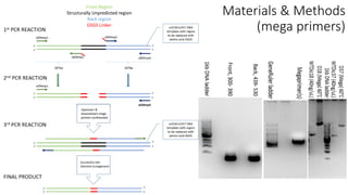 Front Region
Structurally Unpredicted region
Back region
GSGS Linker
Materials & Methods
(mega primers)
 