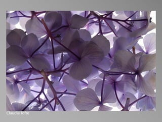 PHOT 85A - Beginning Studio Lighting