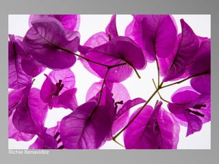 PHOT 85A - Beginning Studio Lighting