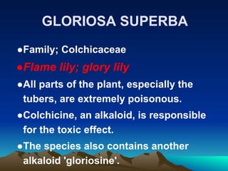 GLORIOSA SUPERBA
●Family; Colchicaceae
●Flame lily; glory lily
●All parts of the plant, especially the
tubers, are extremely poisonous.
●Colchicine, an alkaloid, is responsible
for the toxic effect.
●The species also contains another
alkaloid 'gloriosine'.
 