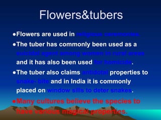 Flowers&tubers
●Flowers are used in religious ceremonies.
●The tuber has commonly been used as a
suicidal agent among women in rural areas
and it has also been used for homicide.
●The tuber also claims antidotal properties to
snake- bite and in India it is commonly
placed on window sills to deter snakes.
●Many cultures believe the species to
have various magical properties.
 