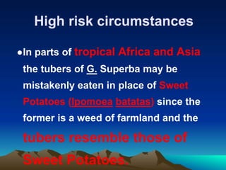 High risk circumstances
●In parts of tropical Africa and Asia
the tubers of G. Superba may be
mistakenly eaten in place of Sweet
Potatoes (Ipomoea batatas) since the
former is a weed of farmland and the
tubers resemble those of
Sweet Potatoes.
 
