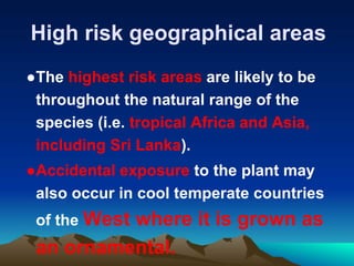 High risk geographical areas
●The highest risk areas are likely to be
throughout the natural range of the
species (i.e. tropical Africa and Asia,
including Sri Lanka).
●Accidental exposure to the plant may
also occur in cool temperate countries
of the West where it is grown as
an ornamental.
 