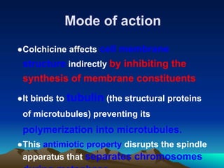 Mode of action
●Colchicine affects cell membrane
structure indirectly by inhibiting the
synthesis of membrane constituents
●It binds to tubulin (the structural proteins
of microtubules) preventing its
polymerization into microtubules.
●This antimiotic property disrupts the spindle
apparatus that separates chromosomes
 