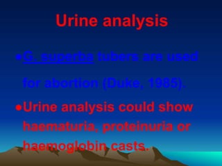 Urine analysis
●G. superba tubers are used
for abortion (Duke, 1985).
●Urine analysis could show
haematuria, proteinuria or
haemoglobin casts.
 
