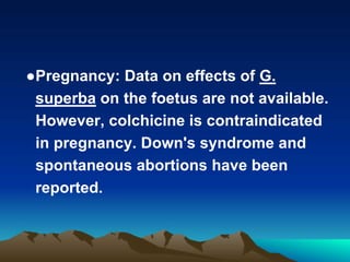 ●Pregnancy: Data on effects of G.
superba on the foetus are not available.
However, colchicine is contraindicated
in pregnancy. Down's syndrome and
spontaneous abortions have been
reported.
 
