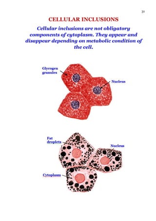 Cellular Inclusions Meaning General histology | DOCX