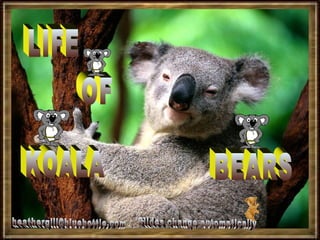 LIFE OF KOALA BEARS Slides change automatically [email_address] 